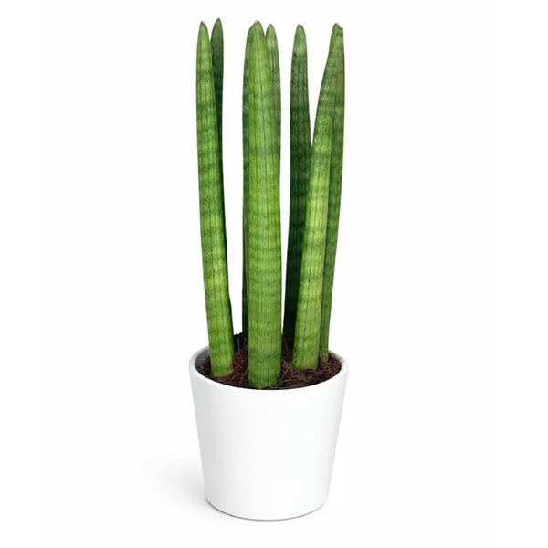 Sansevieria Cylindrica Candle – Pianta da Appartamento in Vaso Ceramica 11 cm | Altezza 35 cm