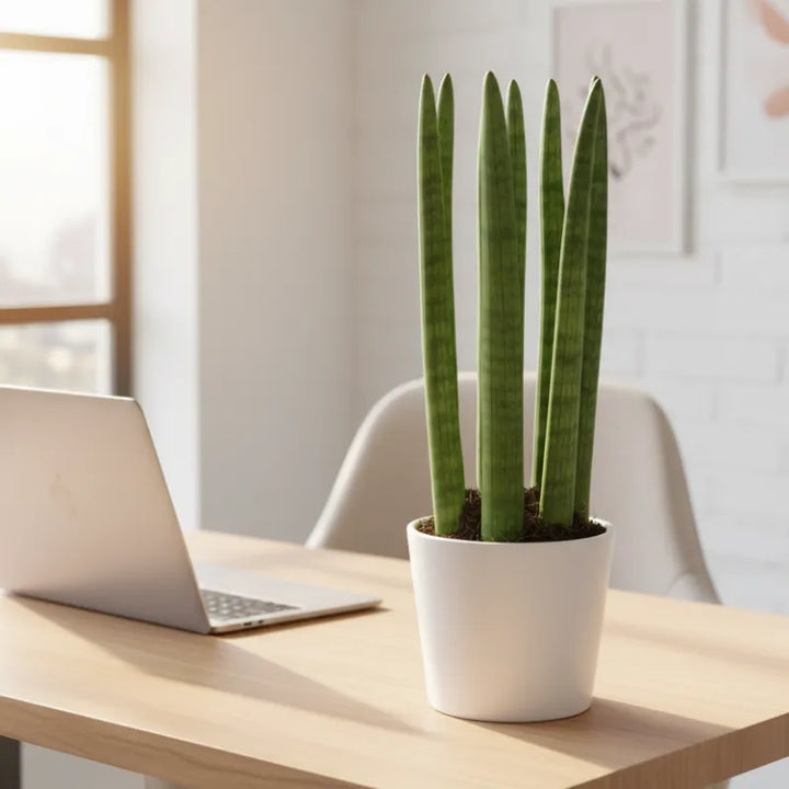 Sansevieria Cylindrica Candle in un ambiente domestico moderno, su una mensola