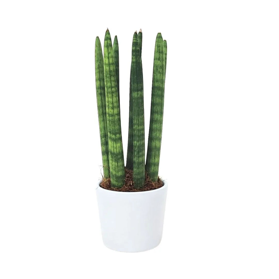 Sansevieria Cylindrica Candle - pianta d'interno completa in vaso da 8 cm, altezza 25 cm