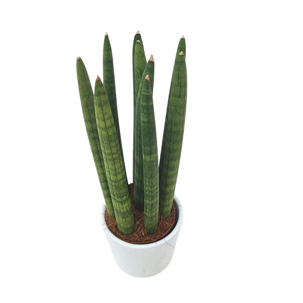 Sansevieria Cylindrica Candle - vista superiore delle foglie cilindriche in vaso
