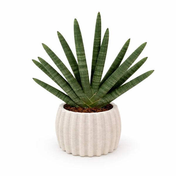 Sansevieria Cylindrica Swasdii Vaso di Ceramica artigianale Dioniso D.16 cm