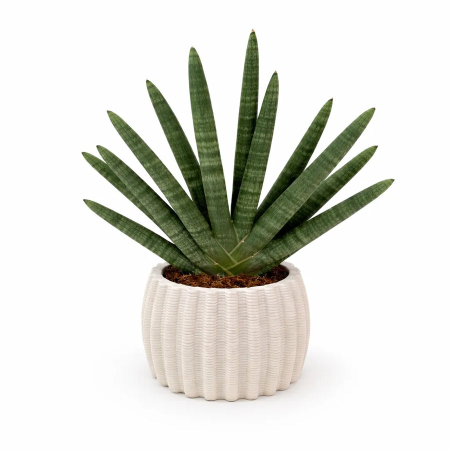 Sansevieria Cylindrica Swasdii - pianta da interno in vaso di ceramica artigianale Dioniso