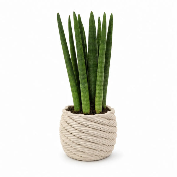 Sansevieria cylindrica in vaso di ceramica artigianale Carina D.10 cm