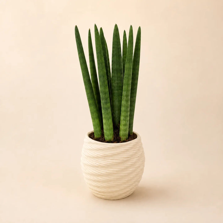 Sansevieria Cylindrica con foglie verticali verde intenso in vaso bianco in ceramica artigianale su sfondo neutro minimal.