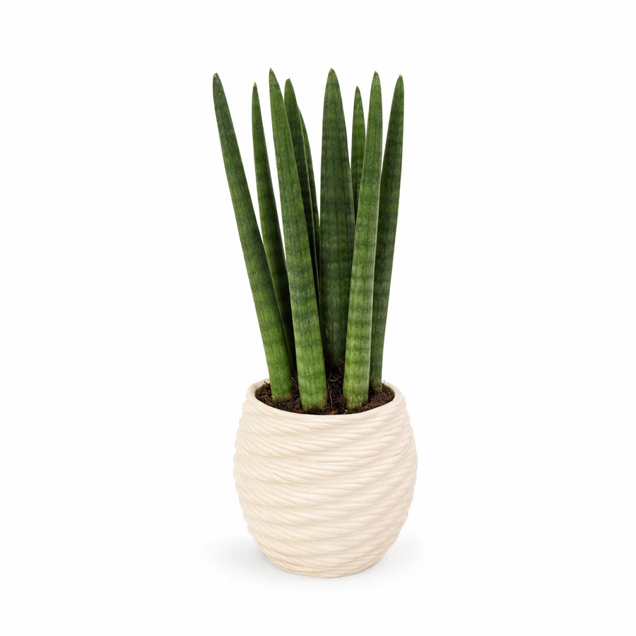Sansevieria Cylindrica online - pianta con foglie verticali nel vaso di ceramica Carina su sfondo chiaro