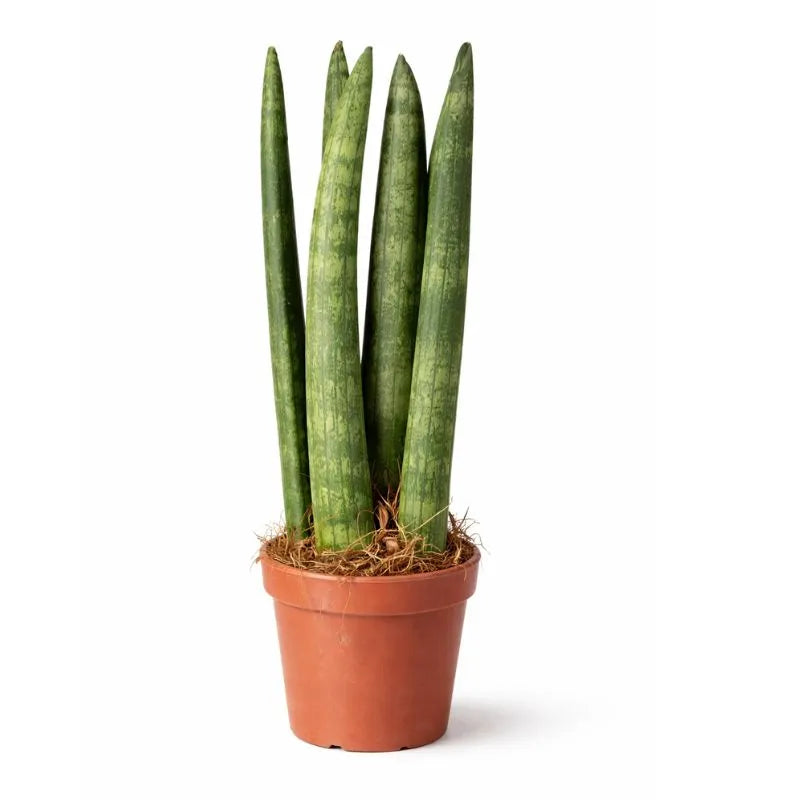 Sansevieria Cylindrica - pianta da interno in vaso di plastica D.8 H.25 cm