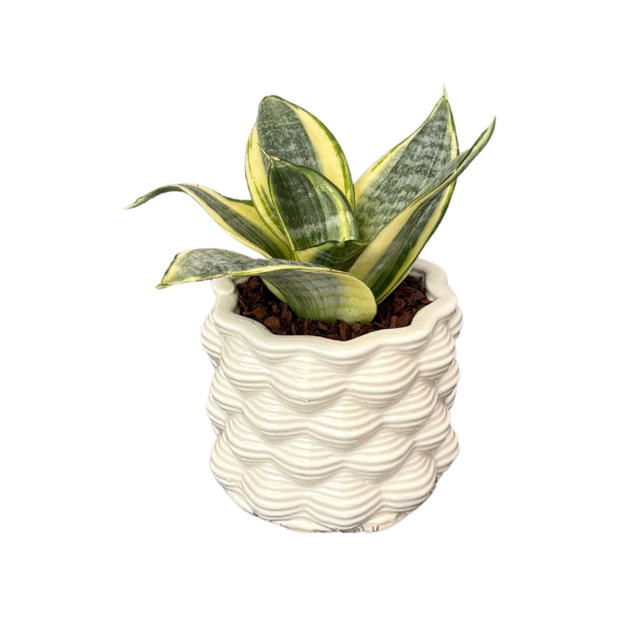 Sansevieria Golden Hahnii - pianta da interno compatta in vaso di ceramica bianca vista frontale