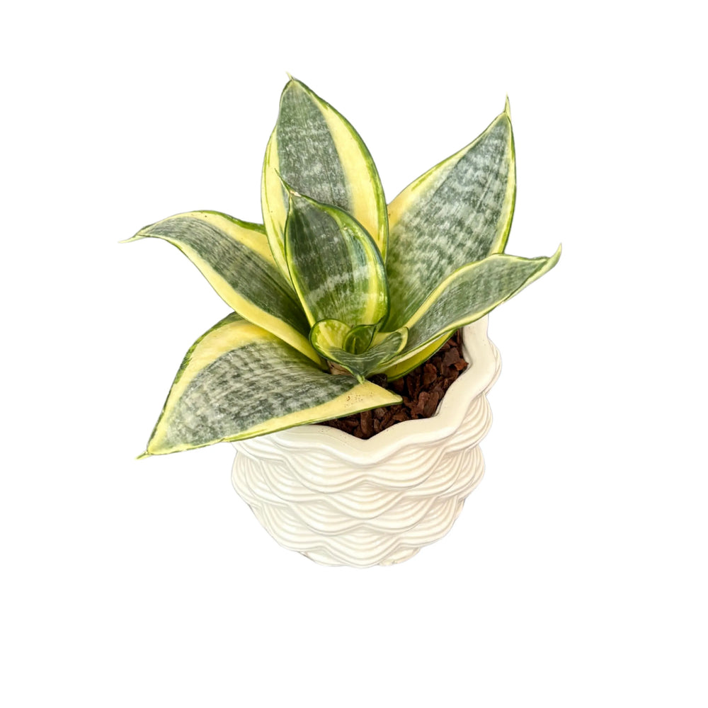 Sansevieria Golden Hahnii - vista dall'alto con foglie variegate verdi e oro