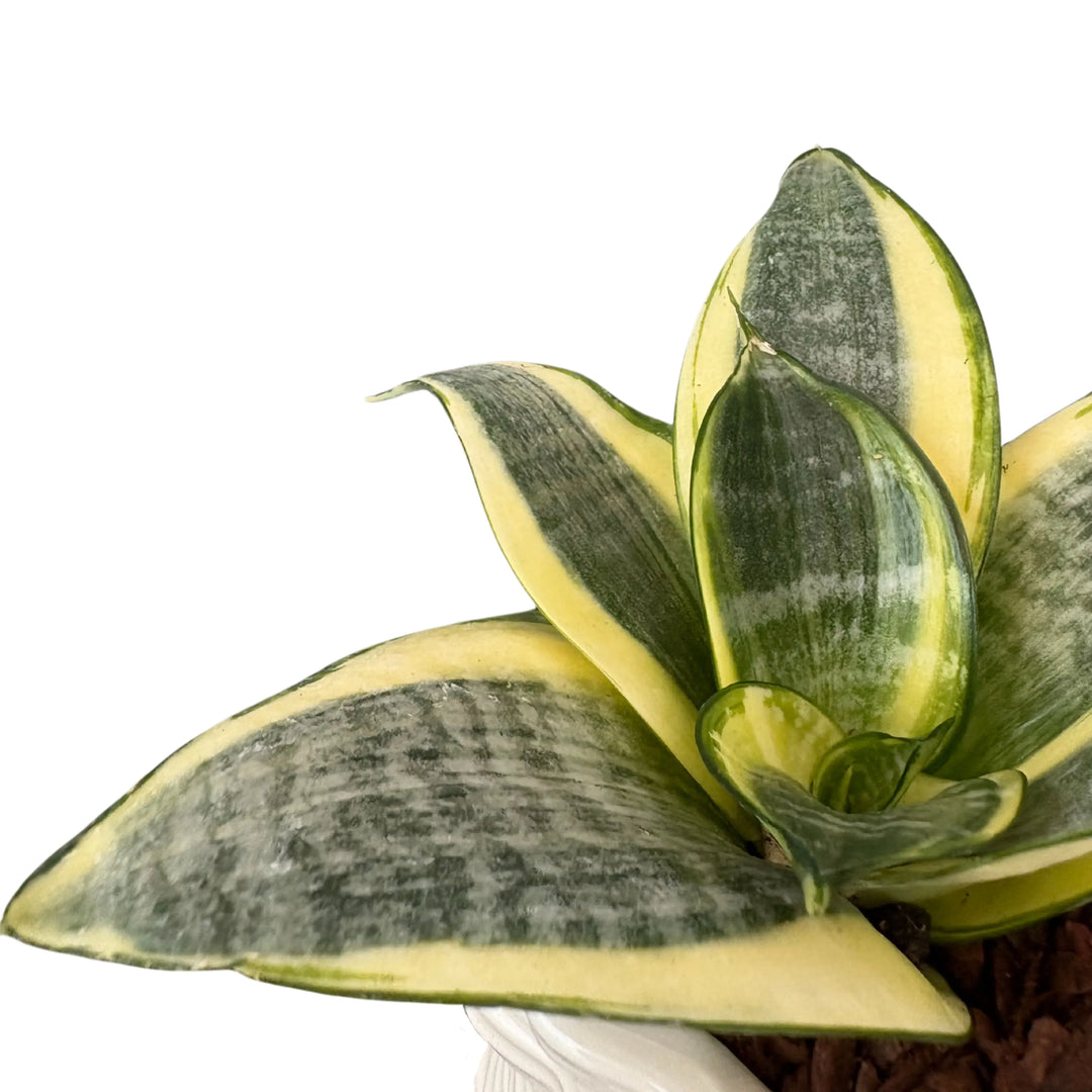 Sansevieria Golden Hahnii - dettaglio foglie carnose variegate