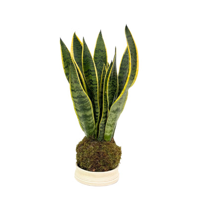 Kokedama Sansevieria Laurentii