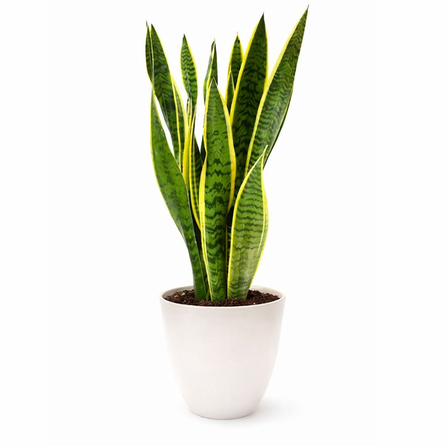 Sansevieria Laurentii - pianta da interno con foglie verdi e bordi gialli in vaso