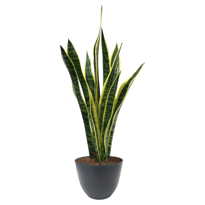 Sansevieria Laurentii 60cm - pianta purificante in vaso antracite, perfetta per ufficio o studio