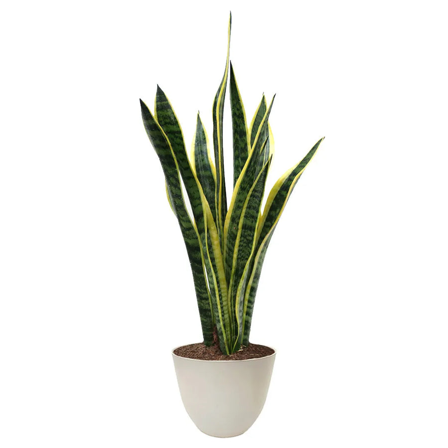 Sansevieria Laurentii 60cm - pianta da interno in vaso avorio con foglie variegate, vista frontale
