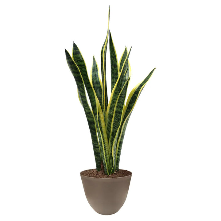 Sansevieria Laurentii - pianta resistente e decorativa in vaso tortora, adatta a diversi stili