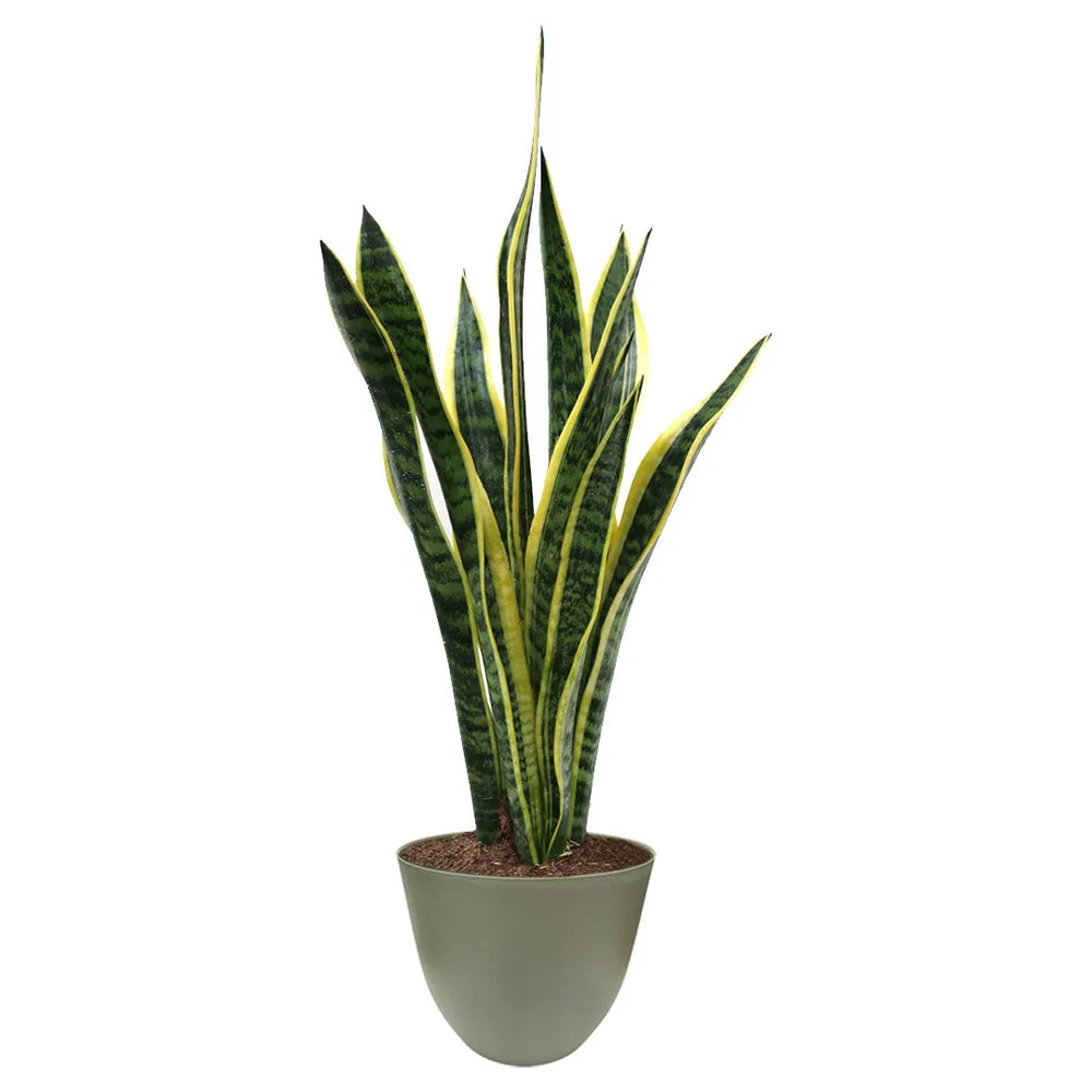 Sansevieria Laurentii - pianta da interno in vaso verde rosmarino, ideale per arredamento moderno
