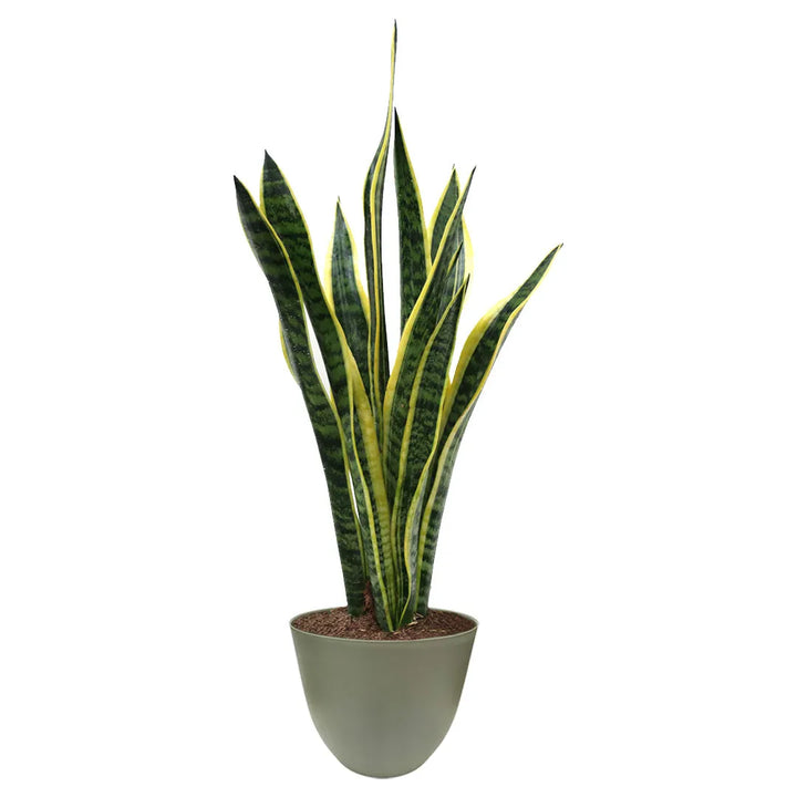 Sansevieria Laurentii H.60 avec boîte cadeau