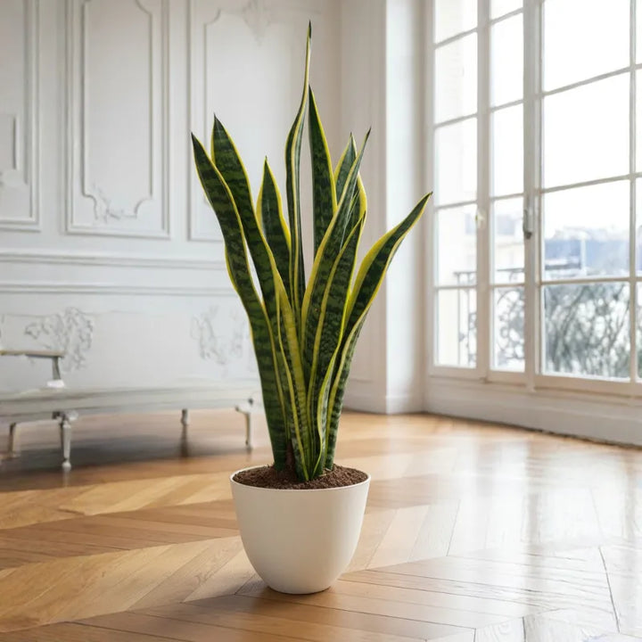 Sansevieria Laurentii - pianta da interno con vaso, vista laterale