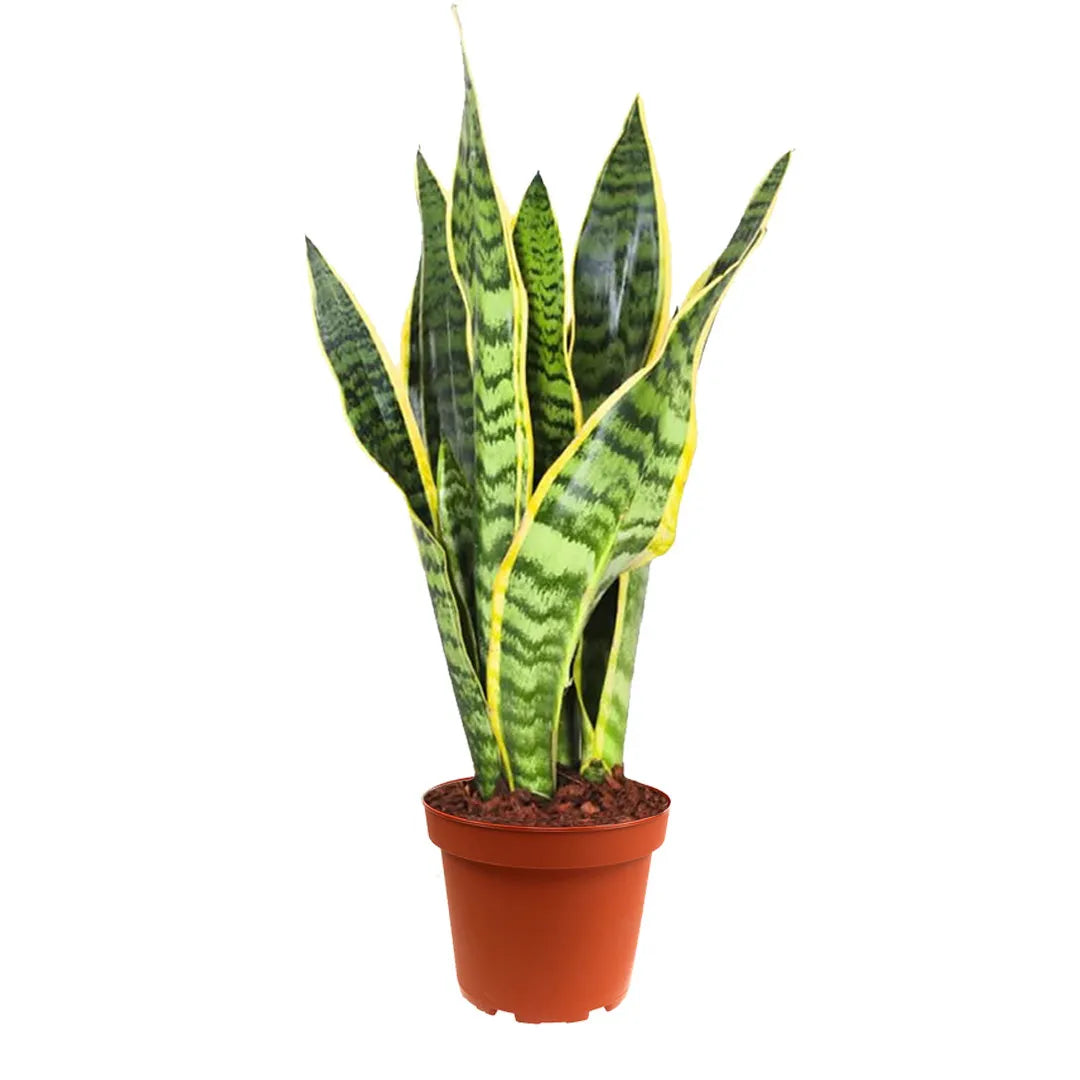 Sansevieria Laurentii - pianta in vaso arancione, ideale per decorazione casa moderna