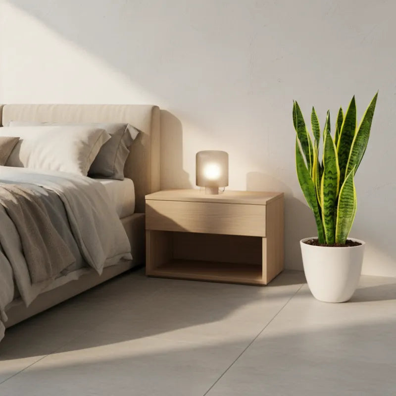 sansevieria in camera da letto Sansevieria Laurentii Pianta da Interno Giardini di Giulia — i Giardini di Giulia