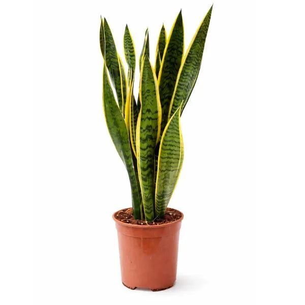 Sansevieria Laurentii – Plante d'intérieur D.19 cm | Purifie l'Air, Peu de Lumière