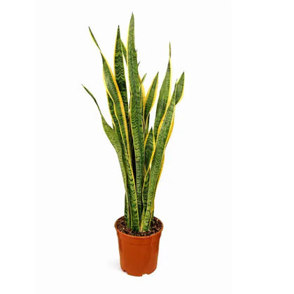 Sansevieria Laurentii con foglie verdi e bordi gialli in vaso decorativo