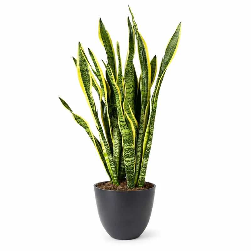 sansevieria prezzo Sansevieria Laurentii Extra 120 cm Giardini di Giulia — i Giardini di Giulia