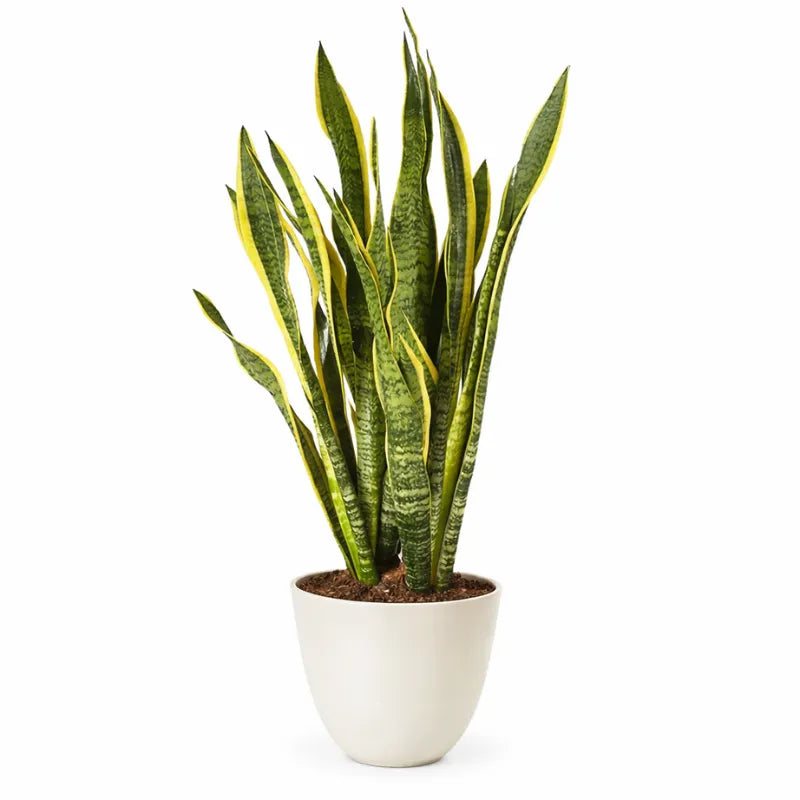 Sansevieria Laurentii Extra 120 cm - pianta in vaso elegante, vista frontale