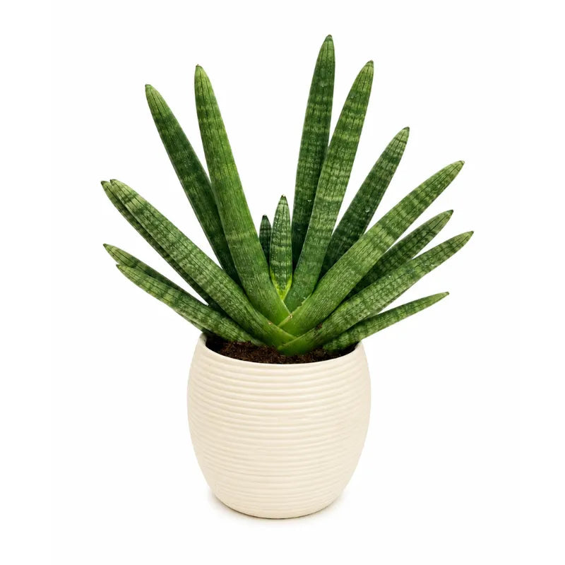 Pianta da interno Sansevieria Swasdii in vaso Sally beige su sfondo neutro minimal.