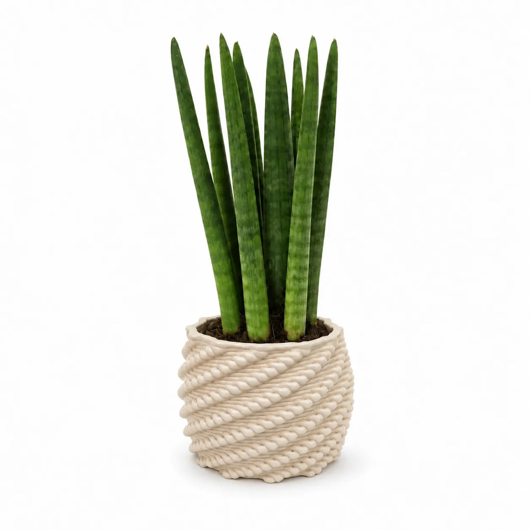 Sansevieria cylindrica in vaso di ceramica artigianale Carina bianco, ambientata su consolle in un ingresso moderno