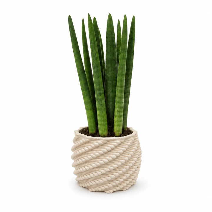 Sansevieria cylindrica in vaso di ceramica artigianale Carina bianco, ambientata su consolle in un ingresso moderno