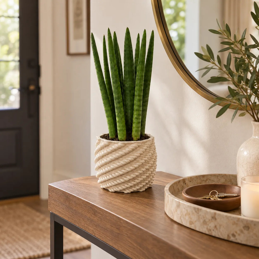 Sansevieria cylindrica in vaso di ceramica artigianale Carina bianco, ambientata su consolle in un ingresso moderno