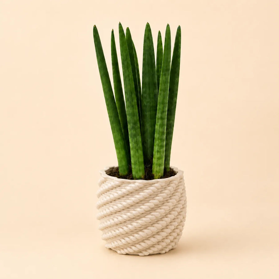 Sansevieria cylindrica in vaso di ceramica artigianale Carina bianco con lavorazione intrecciata su sfondo neutro