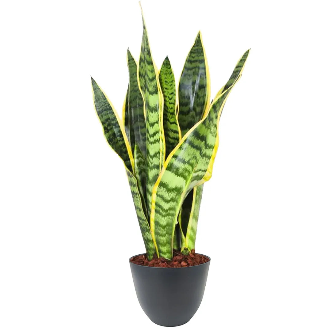 Sansevieria Laurentii - foglie verdi striate e bordi gialli in vaso nero opaco