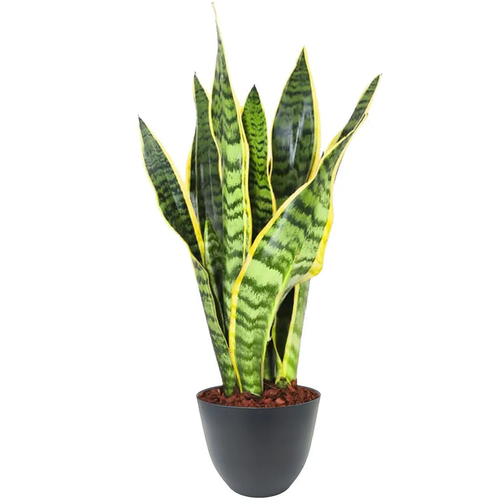 Sansevieria Laurentii - foglie verdi striate e bordi gialli in vaso nero opaco