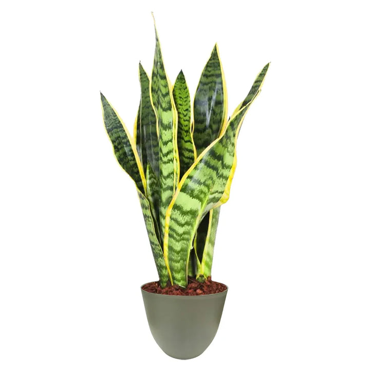 Sansevieria Laurentii - pianta in vaso verde rosmarino, perfetta per ambienti minimal