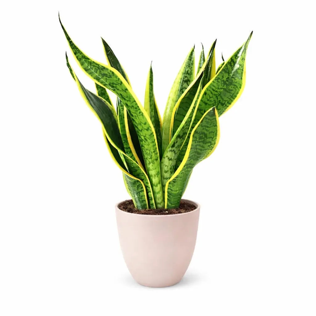 Sansevieria Superba - pianta di serpente in vaso D.14, vista frontale