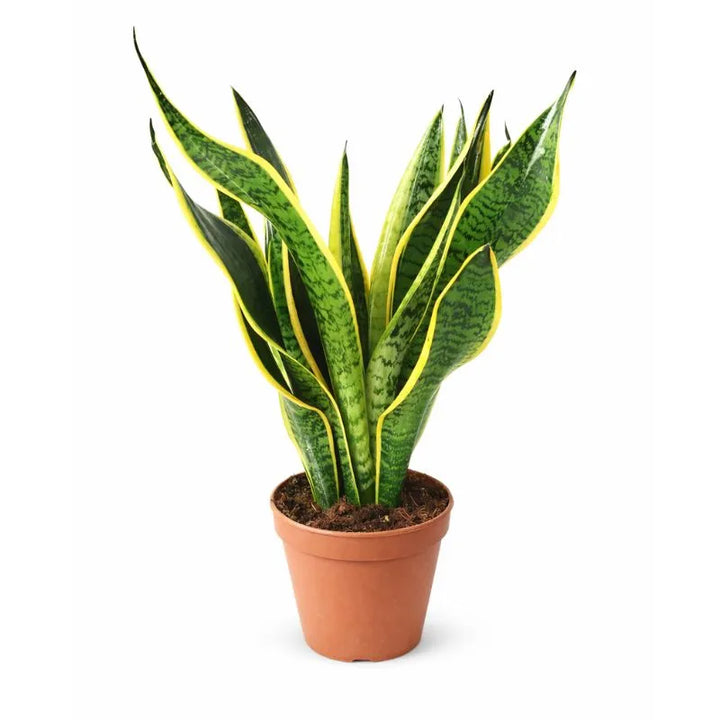 Sansevieria Superba - dettaglio delle foglie variegate giallo-verdi