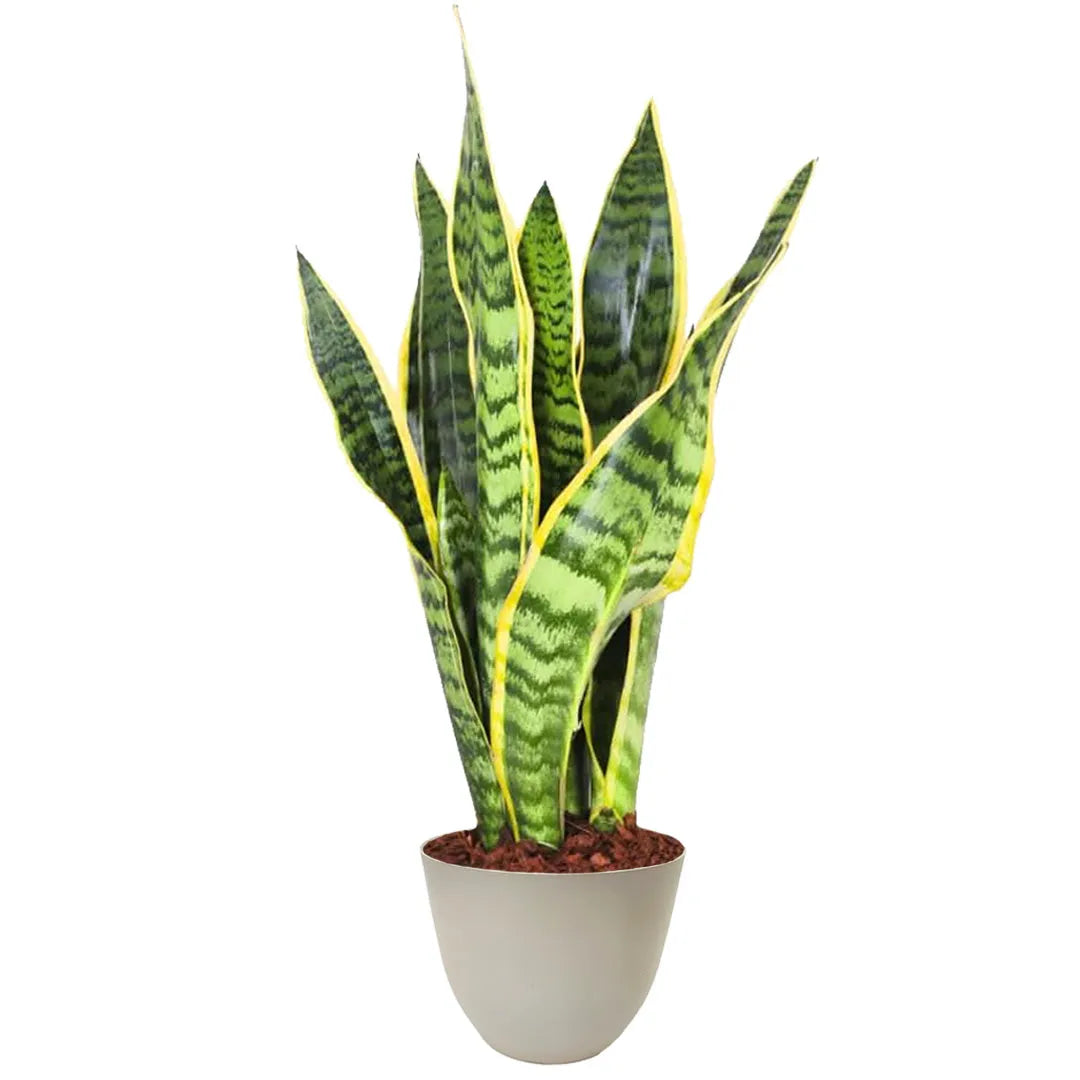 Sansevieria Laurentii - dettaglio foglie verdi con bordi gialli in vaso beige riciclabile