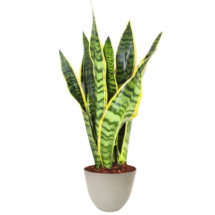 Sansevieria Laurentii - dettaglio foglie verdi con bordi gialli in vaso beige riciclabile