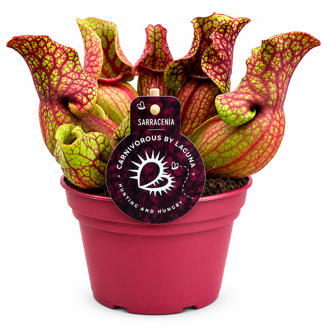 Sarracenia Venosa D.20 H.20 cm