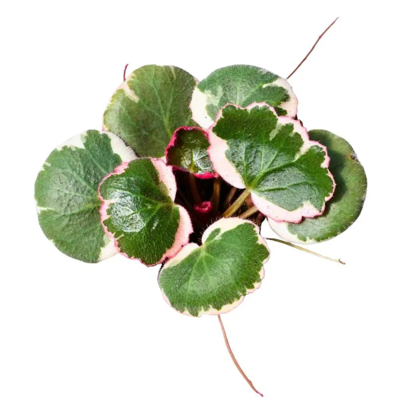 Saxifraga Stolonifera - vista dall'alto delle foglie tondeggianti con venature chiare