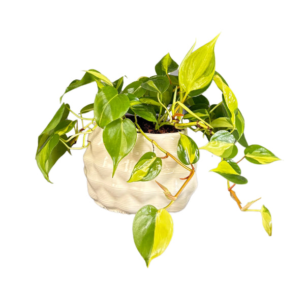 Philodendron Scandens Brasil dans un vase ovale en céramique Mana