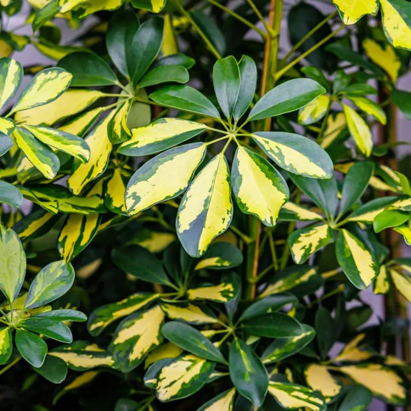 Schefflera Gold Capella - dettaglio delle foglie verdi e gialle