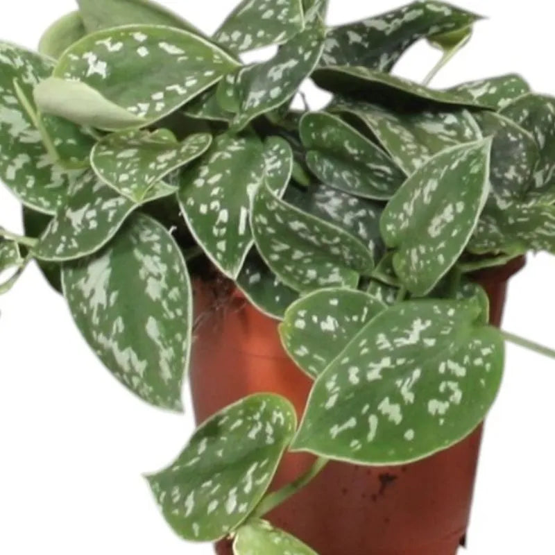 Scindapsus Pictus argyraeus - dettaglio ravvicinato delle foglie vellutate con riflessi argentei