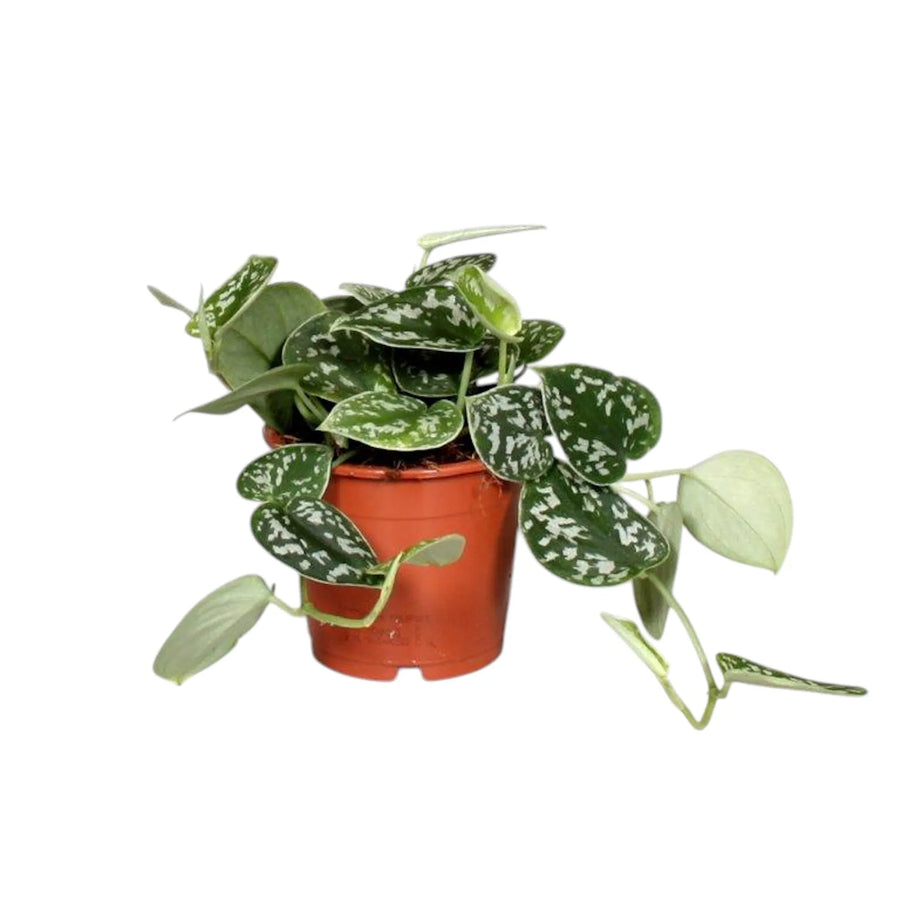 Scindapsus Pictus - pianta da interno con foglie verdi e macchie argentate, vaso D.12 H.15 cm