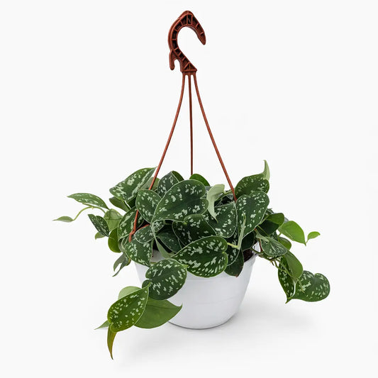 Scindapsus Pictus - pianta pendente in basket 20 cm con foglie verdi e argentate