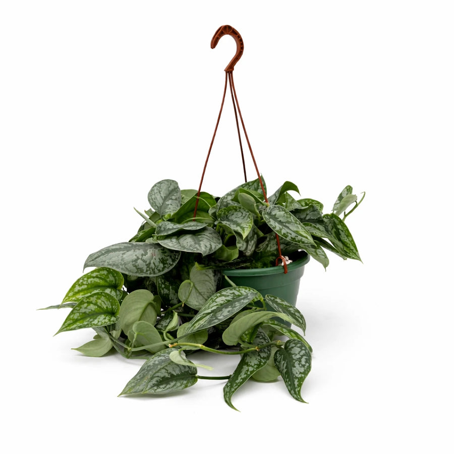 Scindapsus Pictus Trebie - pianta pendente con foglie argentate in vaso basket