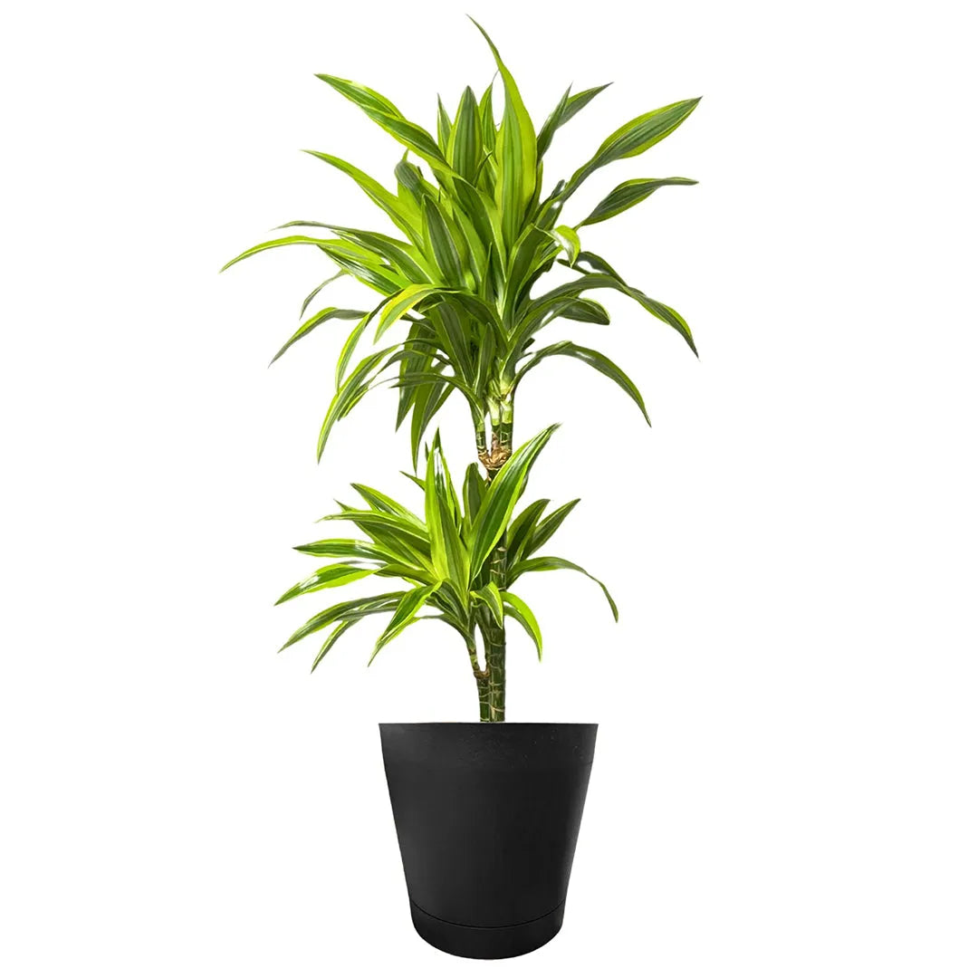 Dracaena Lemon Lime - pianta in vaso marrone, perfetta per un tocco naturale