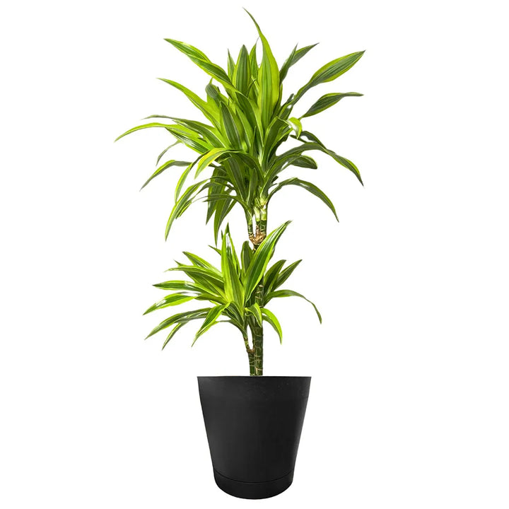 Dracaena Lemon Lime - pianta in vaso marrone, perfetta per un tocco naturale