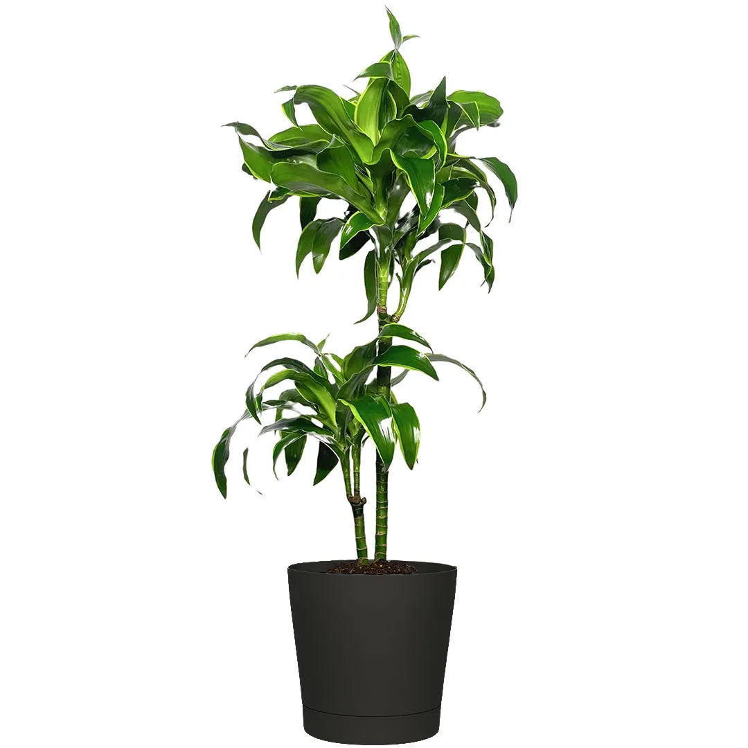 Dracaena Dorado - pianta resistente e facile da curare per casa, con foglie di un verde intenso